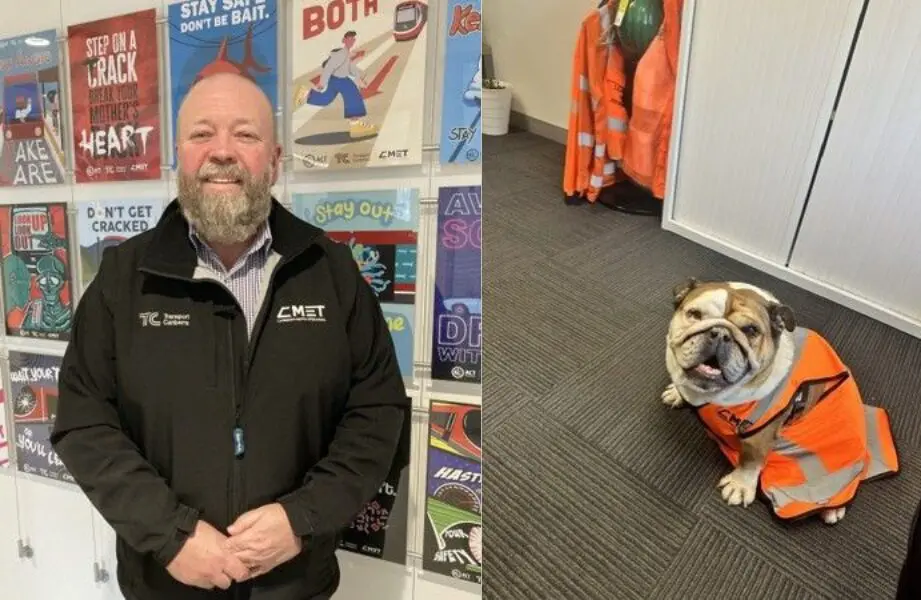 A side-by-side image showing an office setting. On the left, a person wearing a black Transport Canberra and CMET branded jacket stands in front of a display wall featuring colorful rail and workplace safety posters. On the right, an English bulldog sits on a carpeted office floor wearing a bright orange high-visibility safety vest. White storage cabinets and additional orange safety gear hanging nearby are visible in the background.